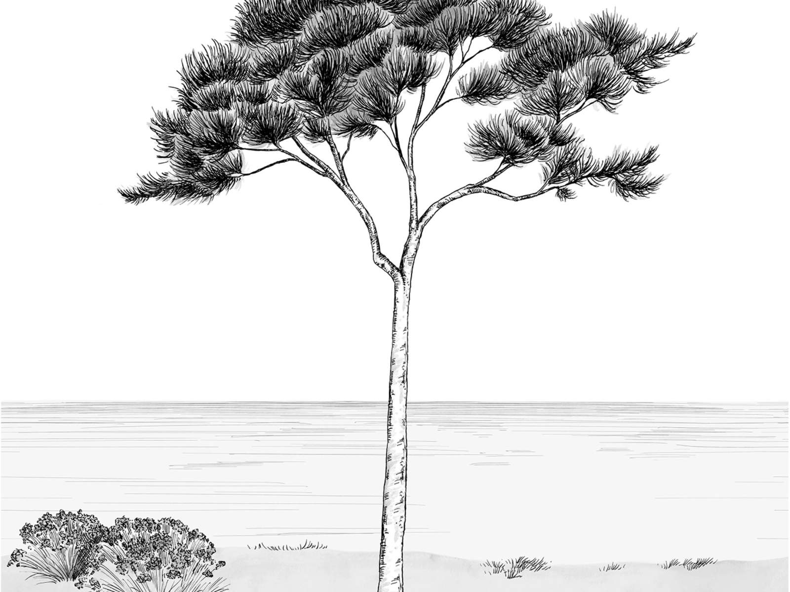 Casadeco Wonderwalls 2 Parfum de Pin M - 200029103