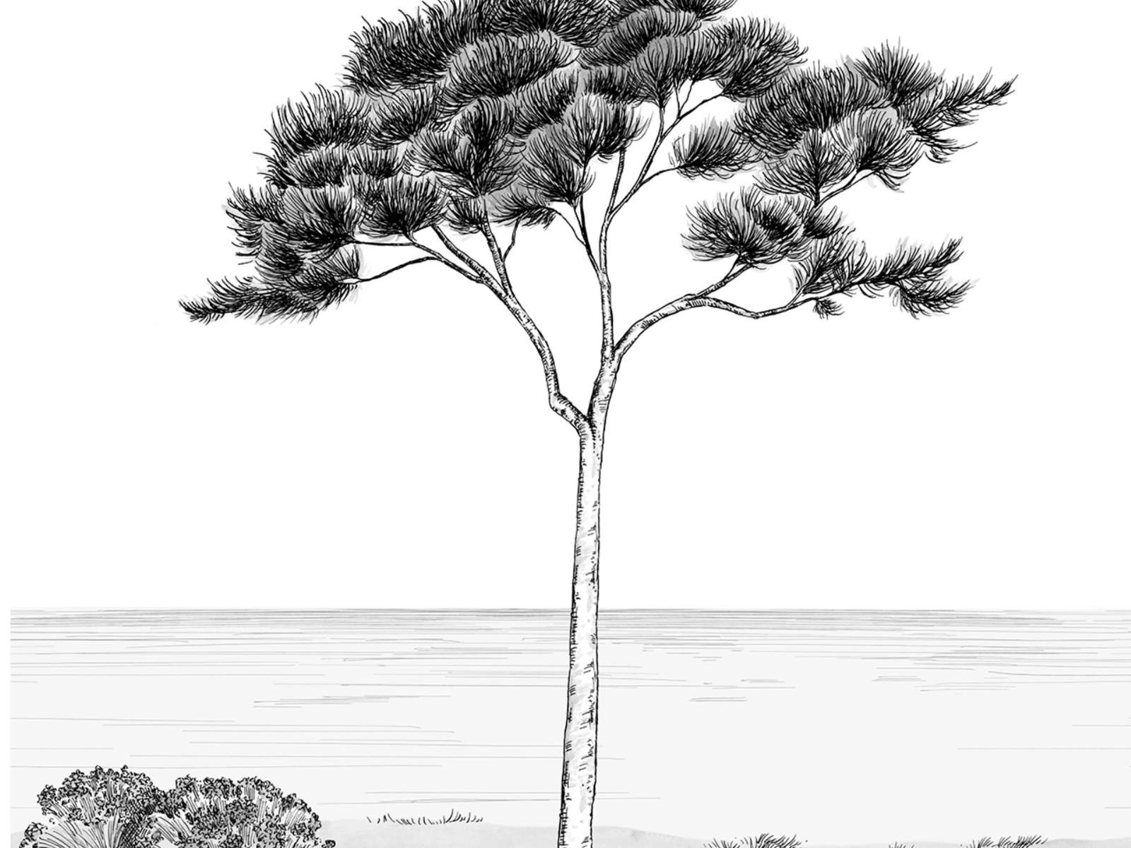 Casadeco Wonderwalls 2 Parfum de Pin L - 200029104