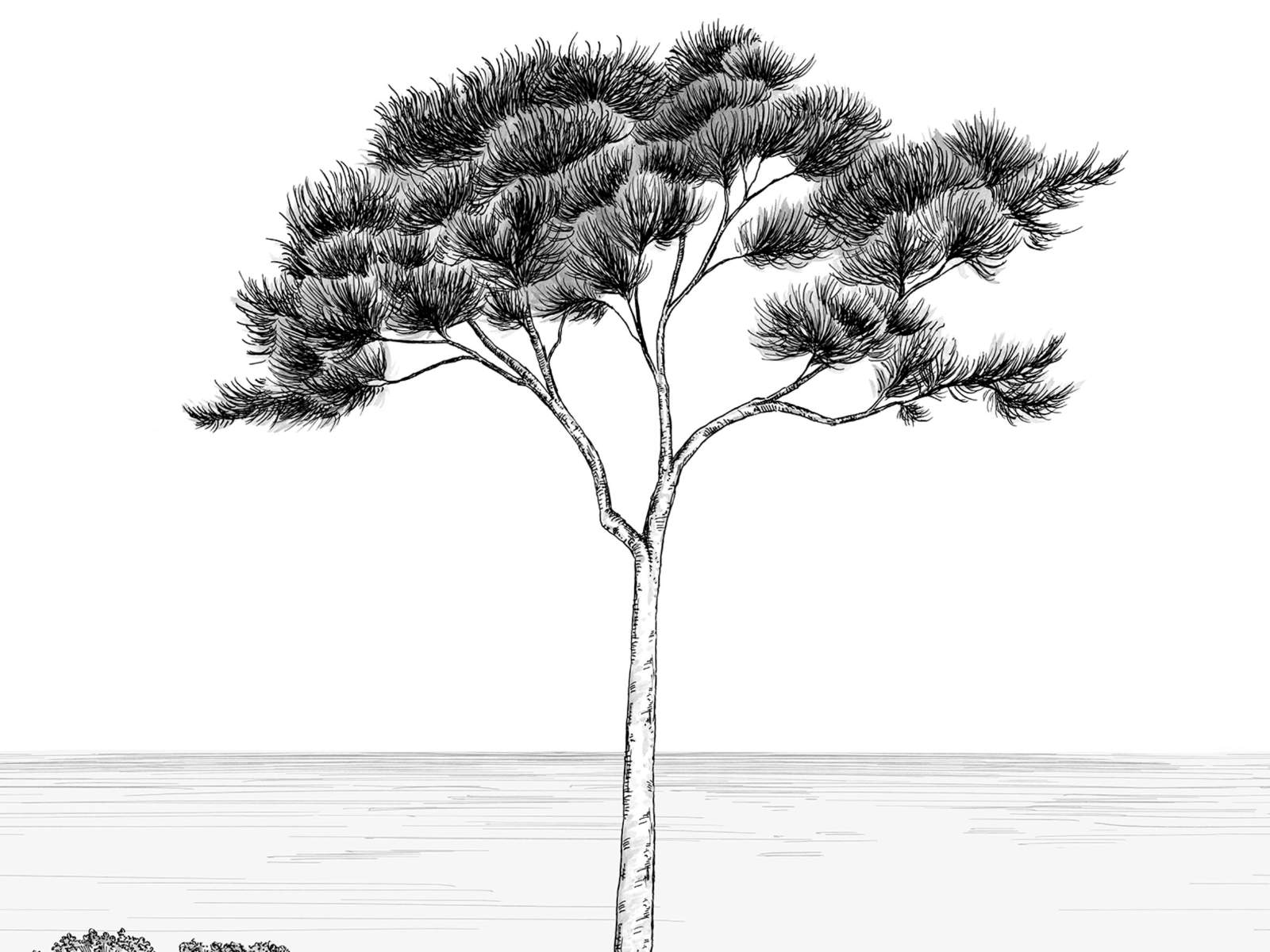 Casadeco Wonderwalls 2 Parfum de Pin S - 200029105