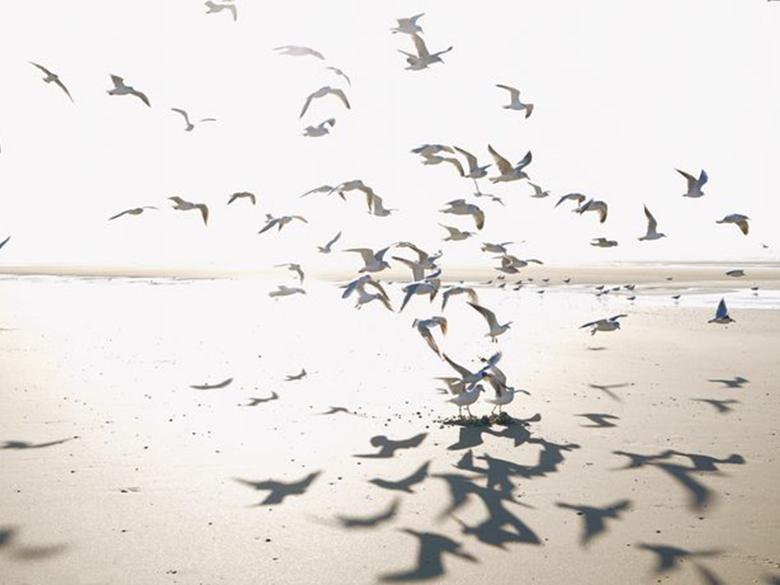 Casadeco Seaside Houlgate M - 201531011