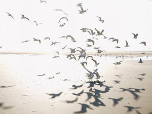 Casadeco Seaside Houlgate M - 201531011