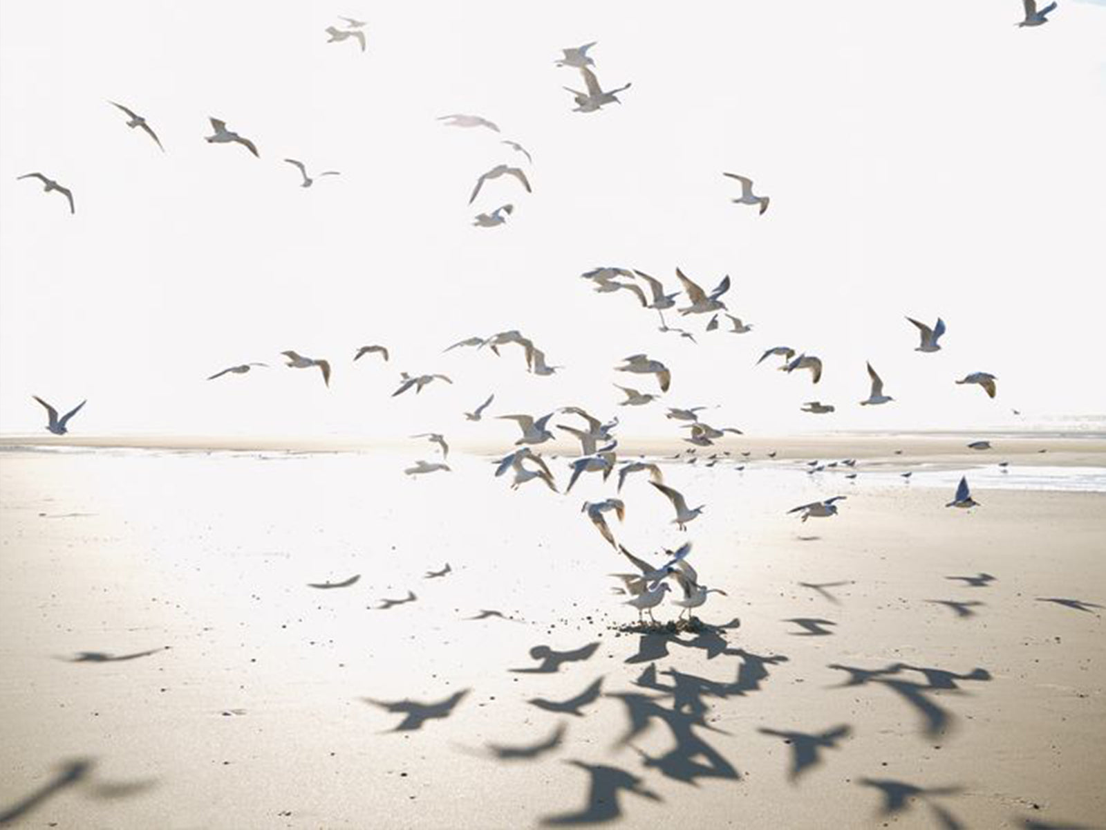 Casadeco Seaside Houlgate L - 201531012