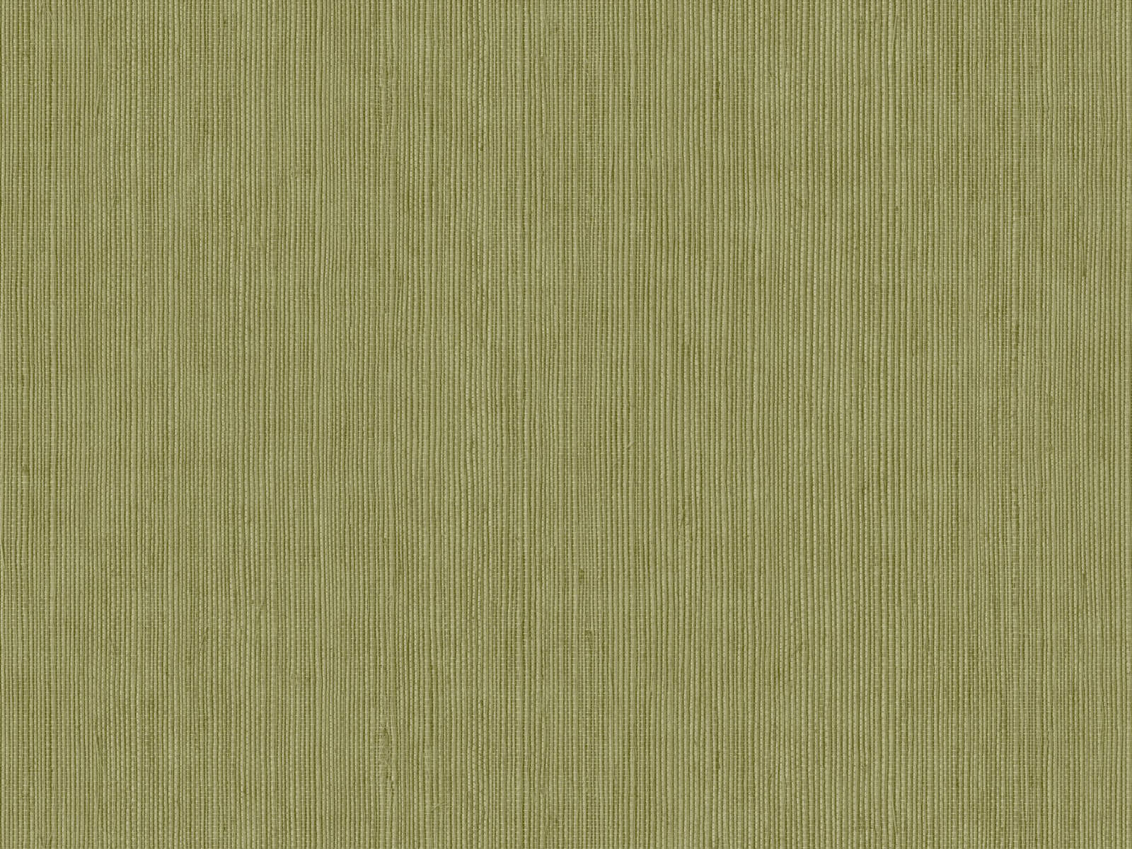 Caselio Borneo Unis - 106017450