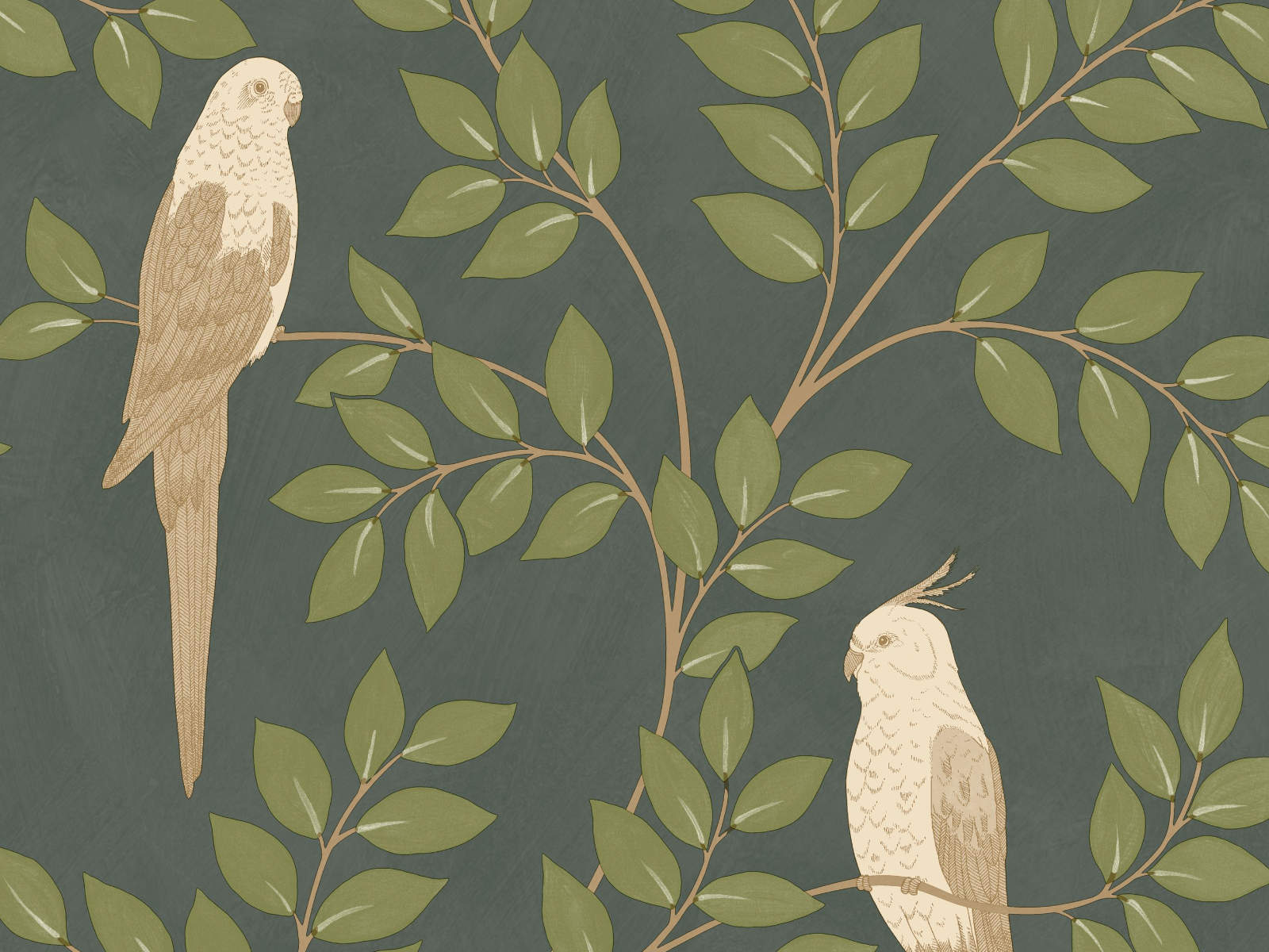 Caselio Borneo Equateur - 106527254