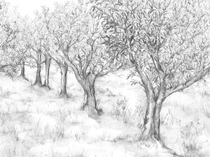 Casamance Panoramas 2 Lauris - 75631324