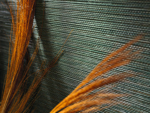 Casamance Golfe du Bengale Zostera - 75972344