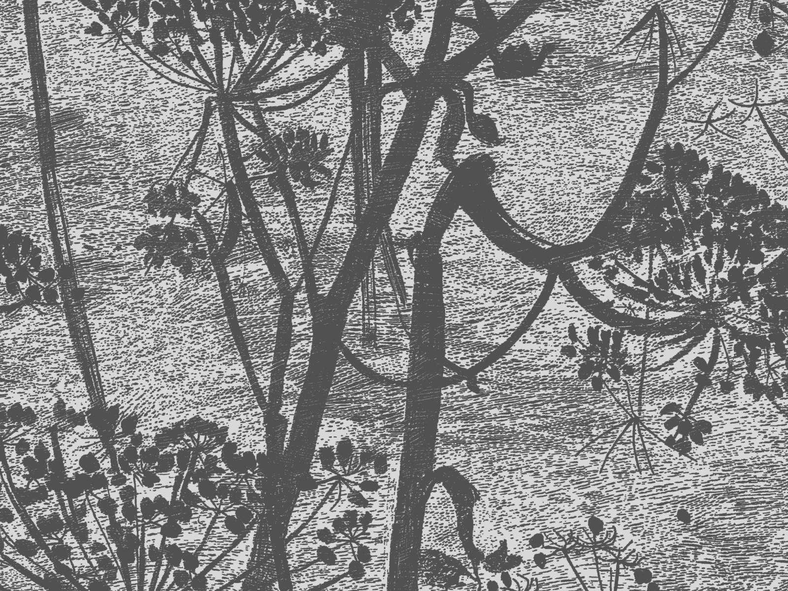 Cole & Son Icons Cow Parsley - 112/8026