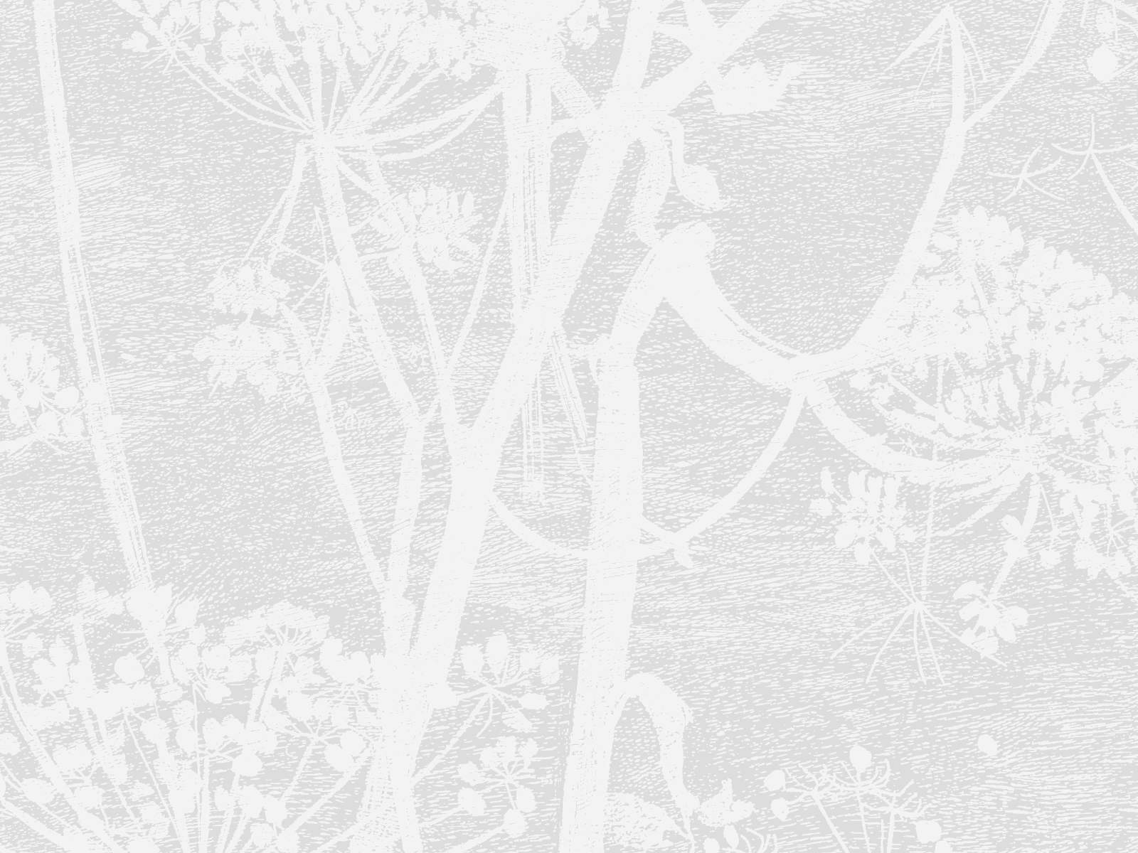 Cole & Son Icons Cow Parsley - 112/8027