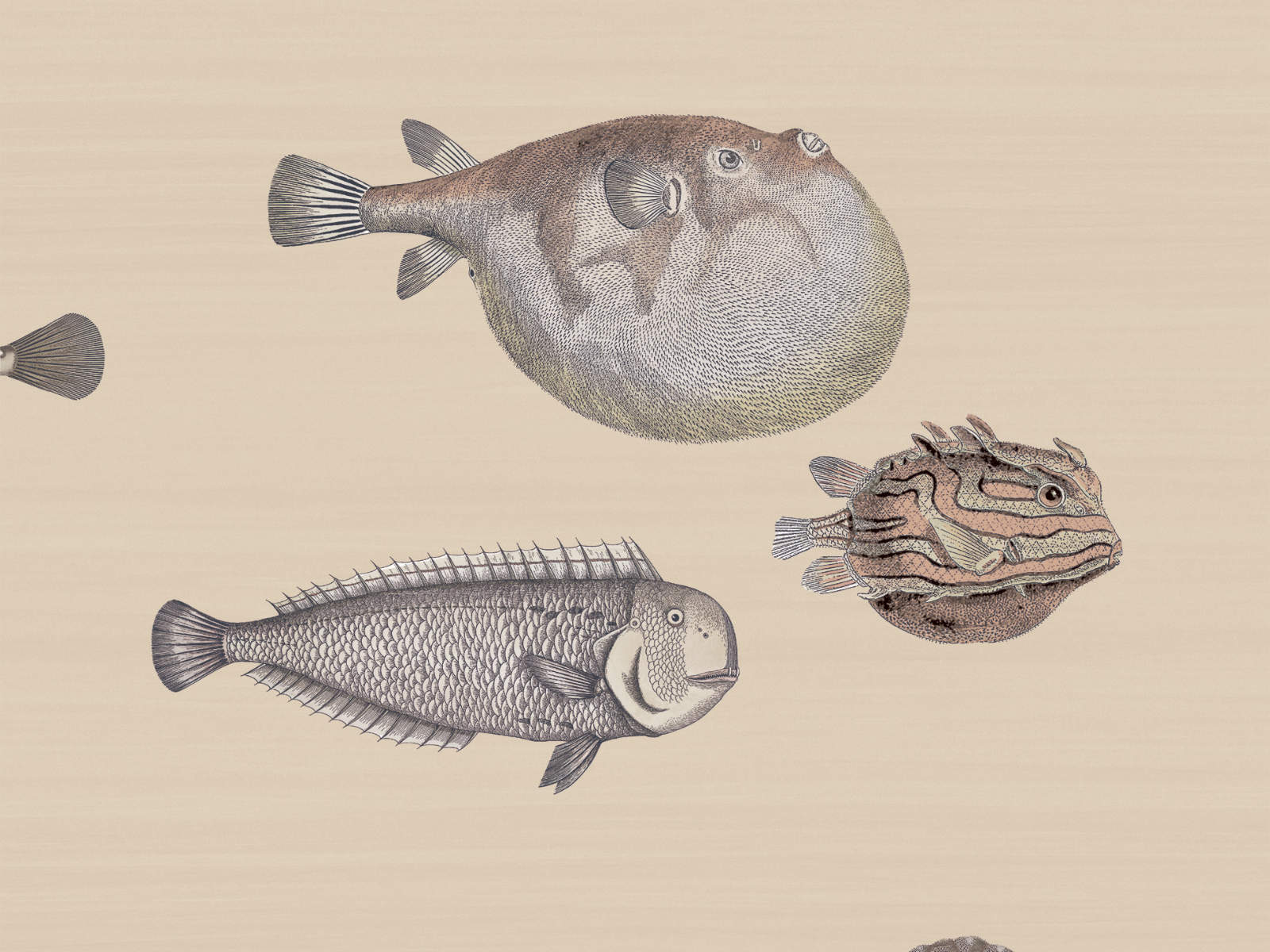 Cole & Son Fornasetti Senza Tempo Acquario - 114/16033