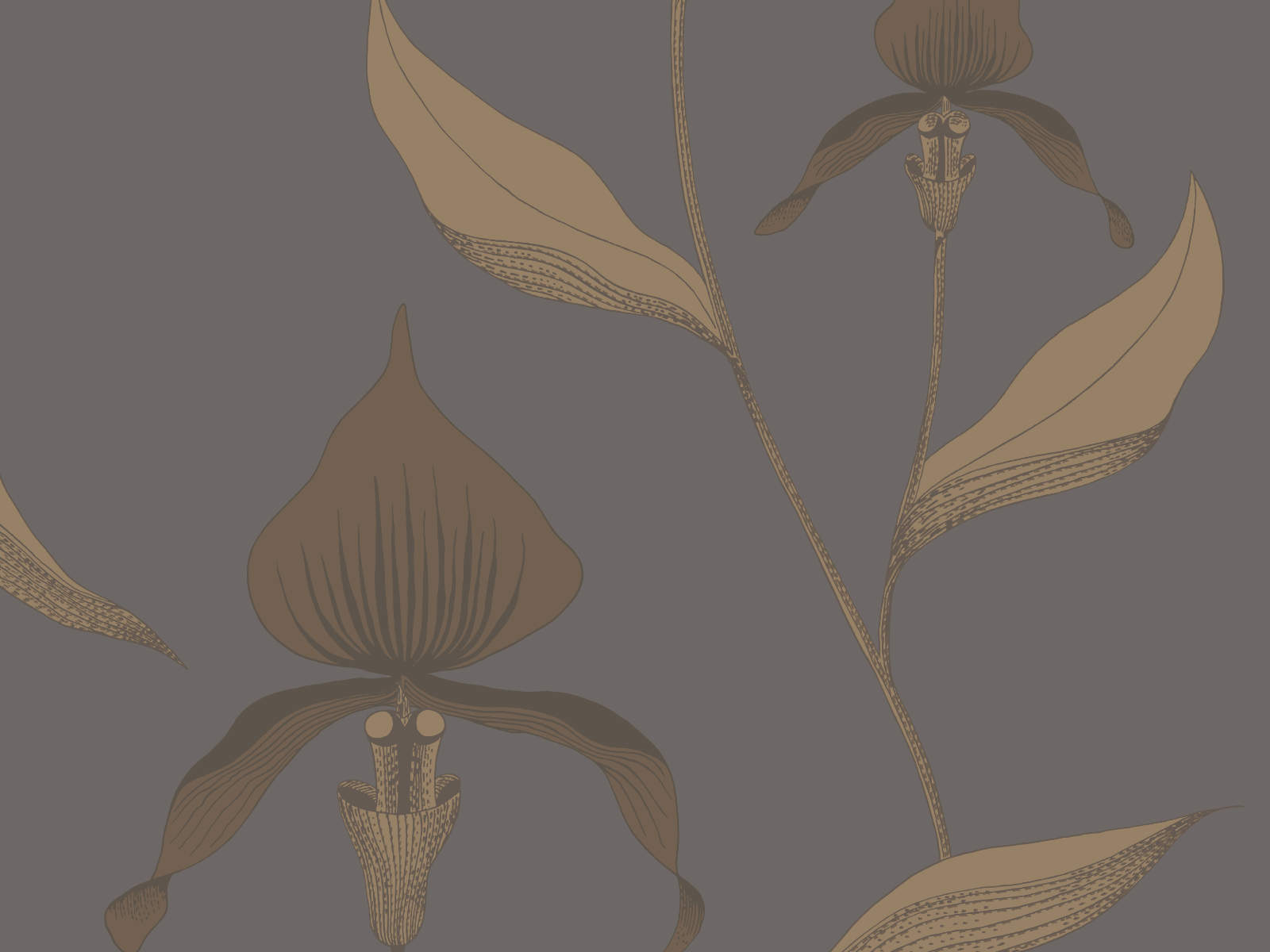 Cole & Son The Contemporary Collection Orchid - 95/10056