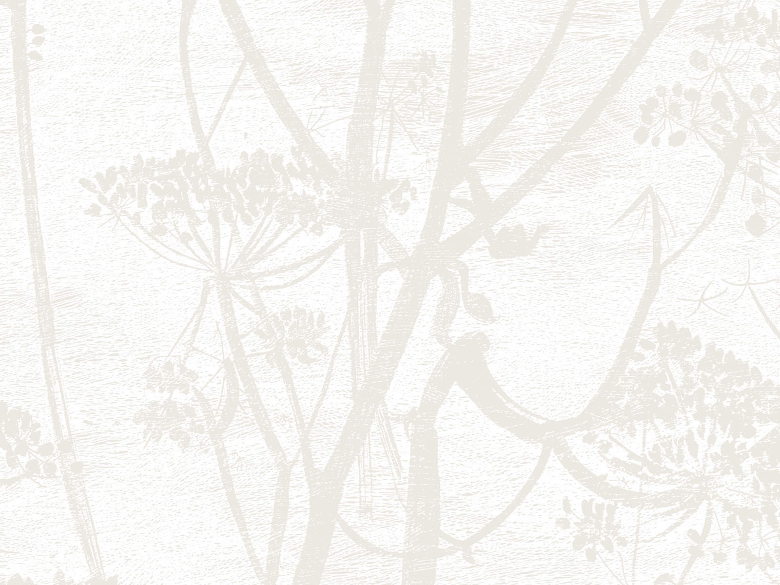 Cole & Son The Contemporary Collection Cow Parsley - 95/9052