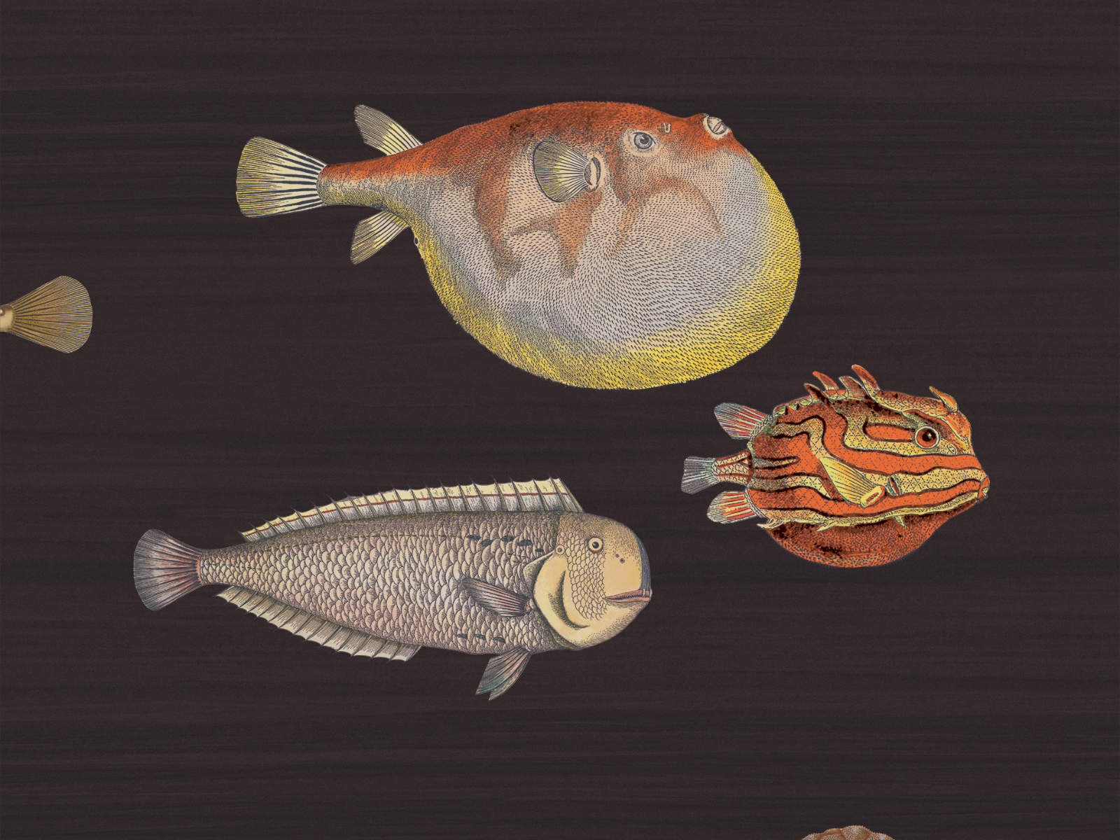 Cole & Son Fornasetti Senza Tempo Acquario - 97/10048