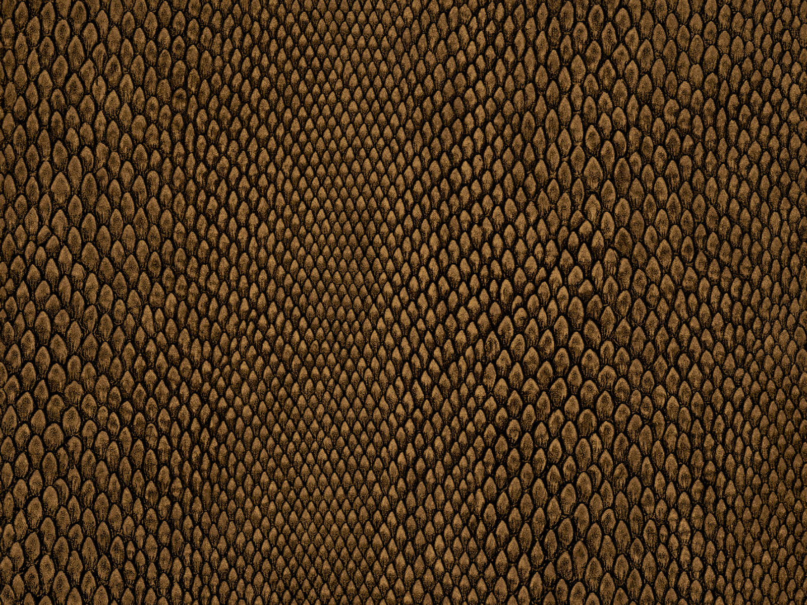 HookedOnWalls Leopard Walk Naja - 15334