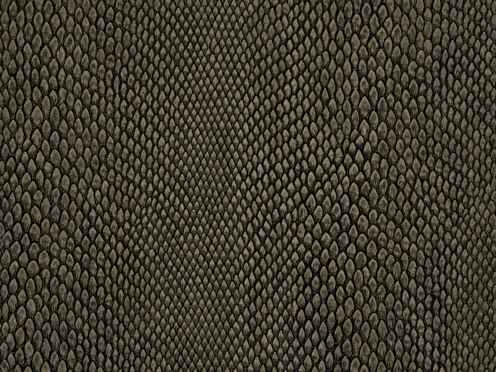 HookedOnWalls Leopard Walk Naja - 15336