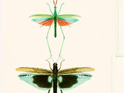 Mind The Gap The Antiquarian Entomology Green - WP20234