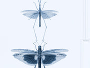 Mind The Gap The Antiquarian Entomology Blue - WP20235