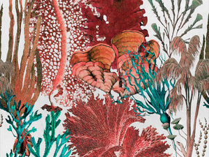 Mind The Gap Atoll Coral Reef - WP20299