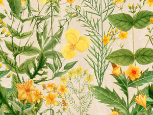 Mind The Gap Florilegium Mimulus - WP20323