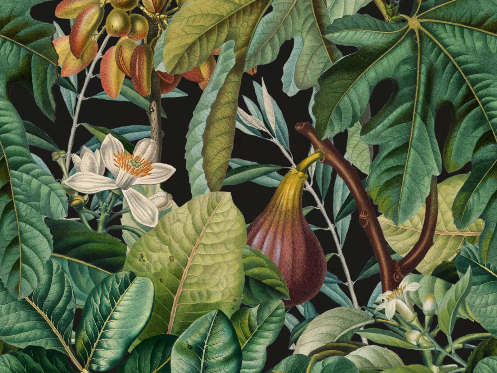 Mind The Gap Tropical Wanderlust Figs And Dates - WP20517