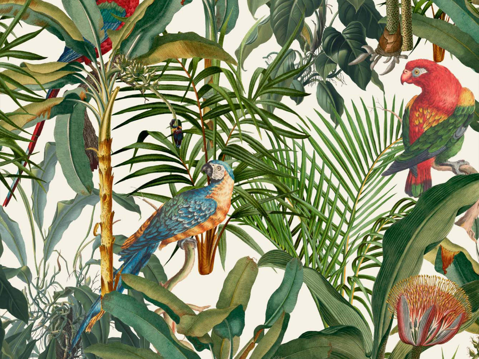 Mind The Gap Tropical Wanderlust Parrots Of Brasil - WP20521