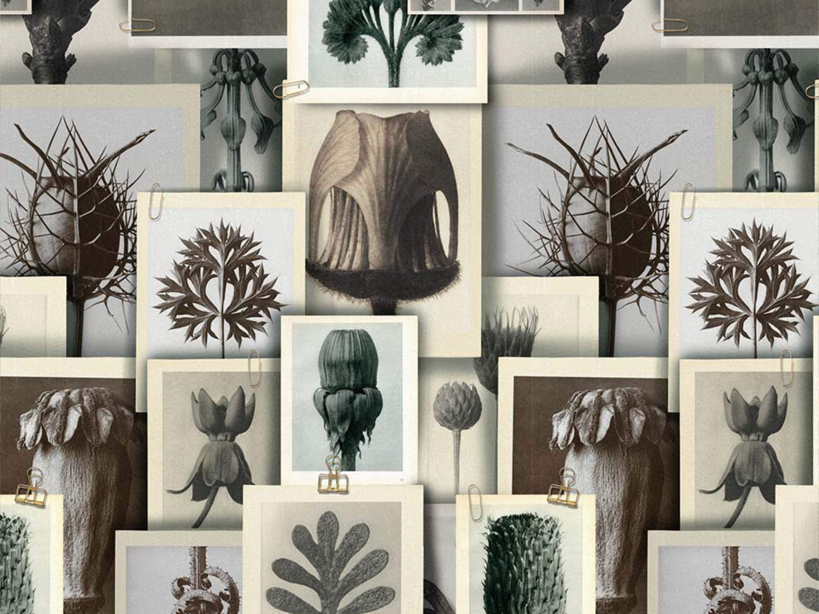 Mind The Gap The Artist's House Blossfeldt's Art Forms - WP20595