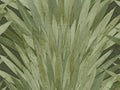 Arte Selva Abanico - 34001
