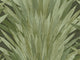 Arte Selva Abanico - 34001