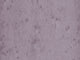 Arte Lush Stellar - 37504