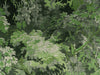 Arte Les Forêts Dioré - 48010