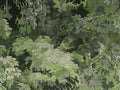 Arte Décors & Panoramiques Dioré - 48010A