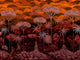 Arte Décors & Panoramiques Ciel Tropical - 97651