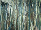 Arte Décors & Panoramiques Mangrove - 97740