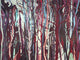 Arte Décors & Panoramiques Mangrove - 97741