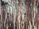 Arte Décors & Panoramiques Mangrove - 97742