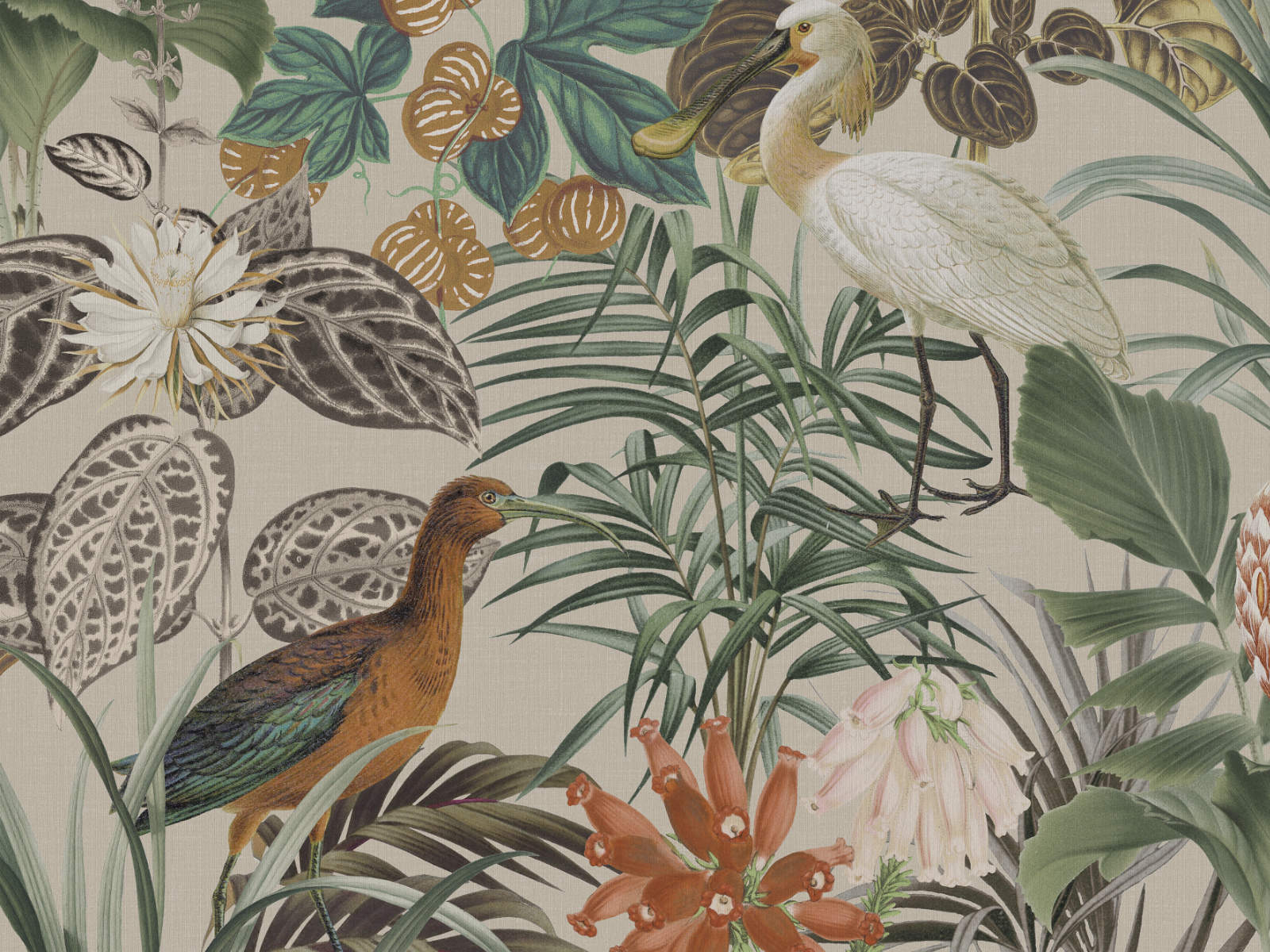 Arte Birds of Paradise The Wading Birds - BOP502