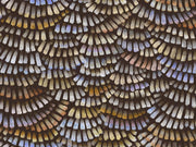 Arte Memento Moooi Dandelion Cranes - MO4021