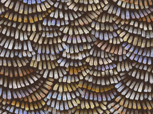 Arte Memento Moooi Dandelion Cranes - MO4021