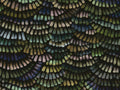 Arte Memento Moooi Dandelion Cranes - MO4022