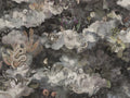 Arte Memento Moooi Medley - MO4032