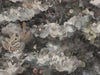 Arte Memento Moooi Medley - MO4032