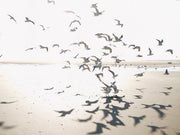Casadeco Seaside Houlgate M - 201531011