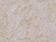 Eijffinger Magnifique - 351271
