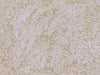 Eijffinger Magnifique - 351271