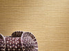 Casamance Golfe du Bengale Zostera - 75971936