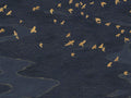 Casamance Panoramas 4 Migration - 76730610