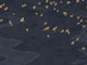Casamance Panoramas 4 Migration - 76730610