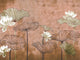 Coordonné Random Metallics Nympha  - 9602001