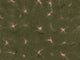 Coordonné Shibori Kanoko - B00908