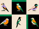 Coordonné Coco Davez Like A Bird - C00133