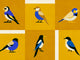 Coordonné Coco Davez Like A Bird - C00135